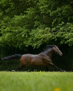 Image post by @juddmonte on Instagram