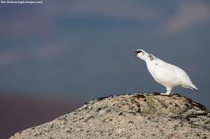 Image post by @rspb on Instagram