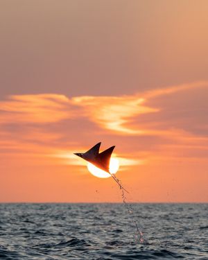 Image post by @sealegacy on Instagram