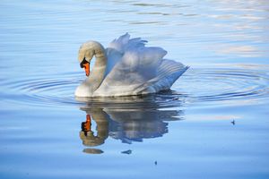 Image post by @rspb on Instagram