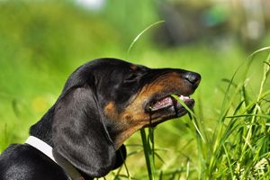 Image post by @evolvepetfood on Instagram