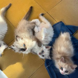 Image post by @brunrik.and.pyrene.ragdolls on Instagram