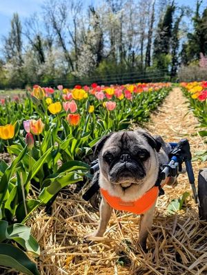 Image post by @walkinpets on Instagram
