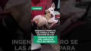 Video post by @laopinionla on YouTube