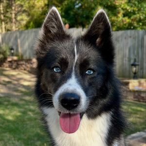 Image post by @tux_the_blue_pomsky on Instagram