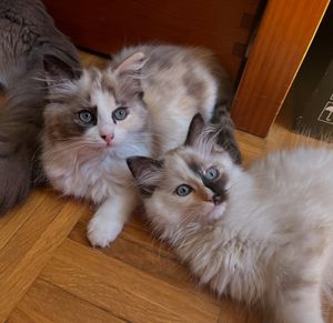 Image post by @brunrik.and.pyrene.ragdolls on Instagram