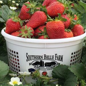 Image post by @southernbellefarm on Instagram