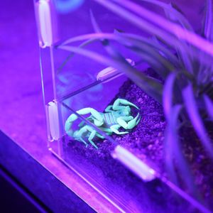 Image post by @butterflypavilion on Instagram