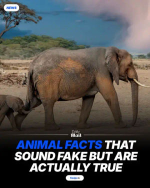 Image post by @dailymailau on TikTok
