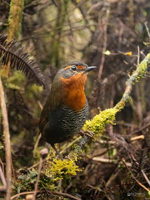 Image post by @fauna.patagonia on Instagram