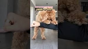 Video post by @tedflixnchill on YouTube