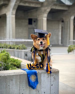 Image post by @ucsandiego on Instagram