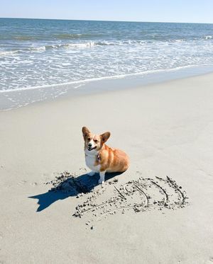 Image post by @ziggy_thecorg on Instagram