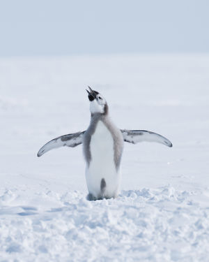 Image post by @white.desert.antarctica on Instagram