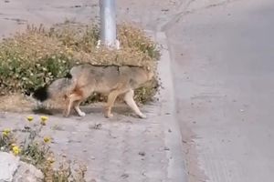 Video post by @fauna.patagonia on Facebook