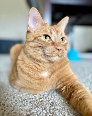 Image post by @cheeeto.the.cat on Instagram