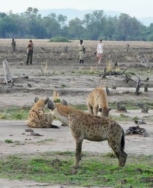 Image post by @chiawasafaris on Instagram