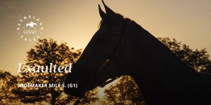 Image post by @keenelandsales on Twitter