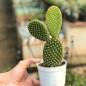 Image post by @sayitwithflowerspk on Facebook