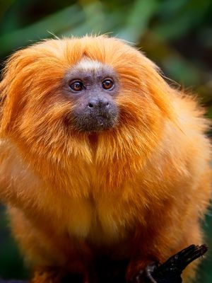 Image post by @animalplanet on Instagram