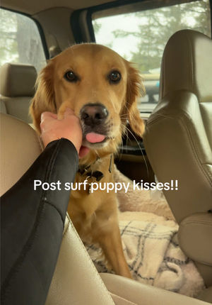 Video post by @frothyblonde on TikTok