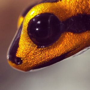 Image post by @sandiegozoo on Instagram