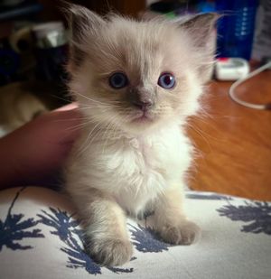 Image post by @brunrik.and.pyrene.ragdolls on Instagram