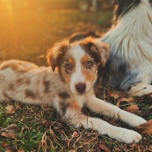 Image post by @evolvepetfood on Instagram