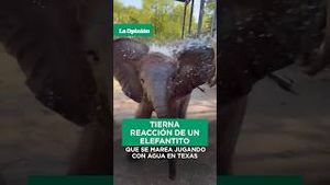 Video post by @laopinionla on YouTube