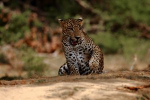 Image post by @hiltonyalaresort on Instagram