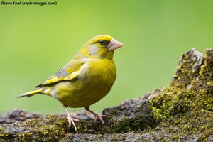 Image post by @rspb on Instagram
