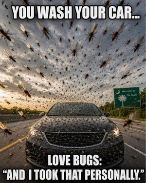 Image post by @bugbustersusa on Instagram