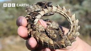 Video post by @bbcearth on YouTube