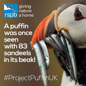 Image post by @rspb on Instagram