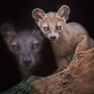 Image post by @sandiegozoo on Instagram
