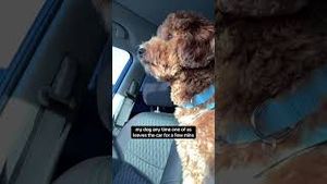 Video post by @tedflixnchill on YouTube