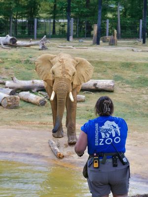 Image post by @bhamzoo on Instagram