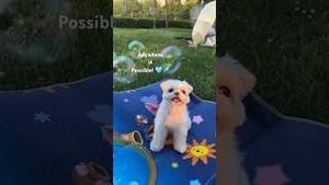 Video post by @koreanair on YouTube