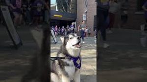 Video post by @uw_athletics on YouTube