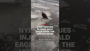 Video post by @cnn on YouTube