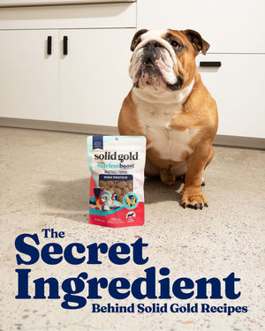 Image post by @solidgoldpets on Instagram