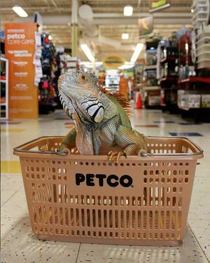 Image post by @petco on Instagram