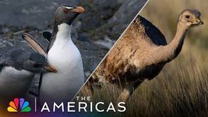 Video post by @nbc on YouTube
