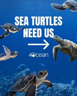 Image post by @4ocean on Instagram