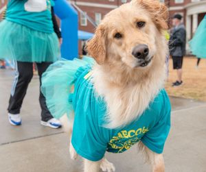 Image post by @UNCWAlumni on Twitter
