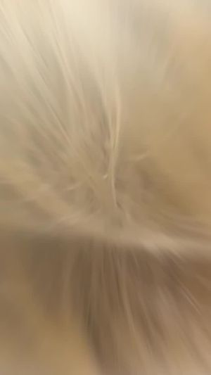 Video post by @Hazel Elaine Grooming on Facebook