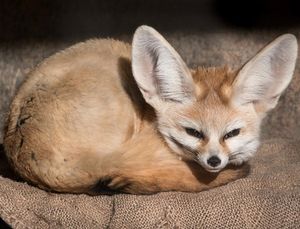 Image post by @sandiegozoo on Instagram