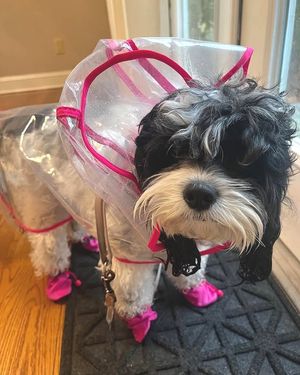 Image post by @pupcorntreats on Instagram