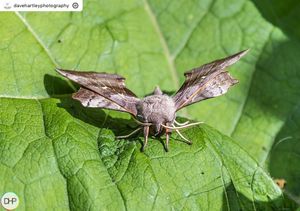 Image post by @rspb on Instagram