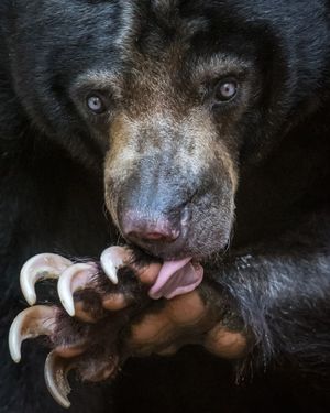 Image post by @sandiegozoo on Instagram
